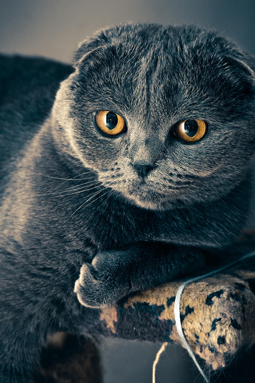 Atakum’da kedi; Proline Kedi lot ve koli kontrolü
