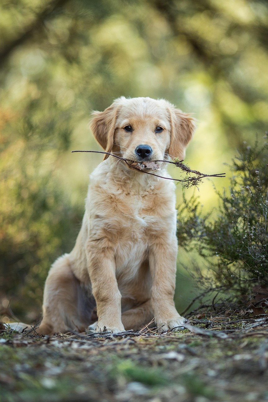 Atakum’da köpek; Proline Kedi lot ve koli kontrolü